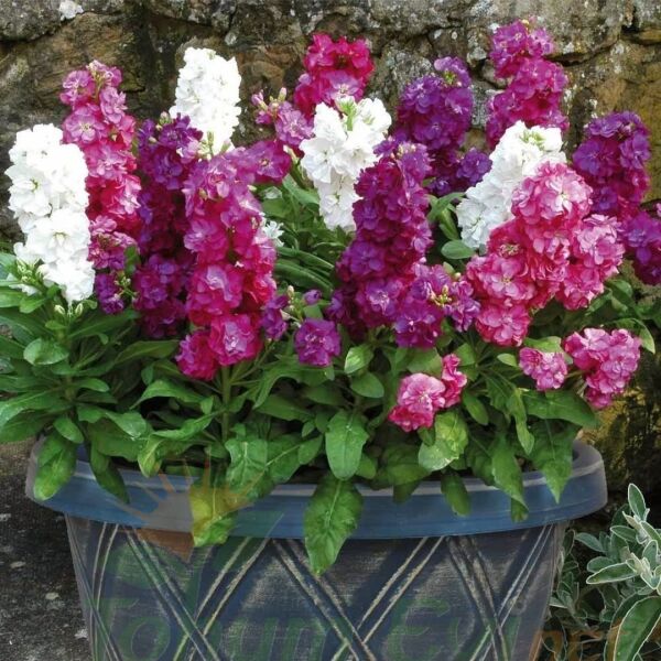 Şebboy Çiçeği Tohumu - Mattihola Incana