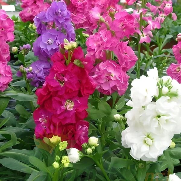 Şebboy Çiçeği Tohumu - Mattihola Incana