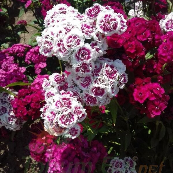 Hüsnü Yusuf Çiçeği Tohumu – Dianthus Barbatus