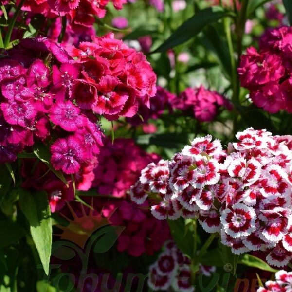 Hüsnü Yusuf Çiçeği Tohumu – Dianthus Barbatus