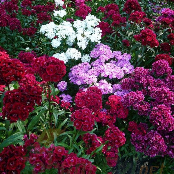 Hüsnü Yusuf Çiçeği Tohumu – Dianthus Barbatus