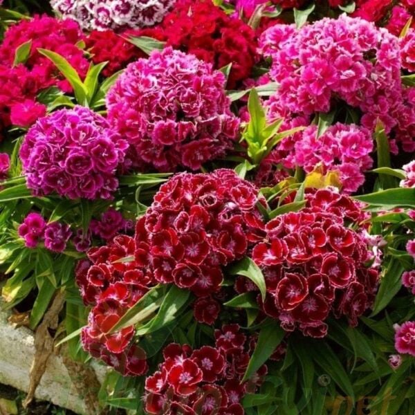 Hüsnü Yusuf Çiçeği Tohumu – Dianthus Barbatus