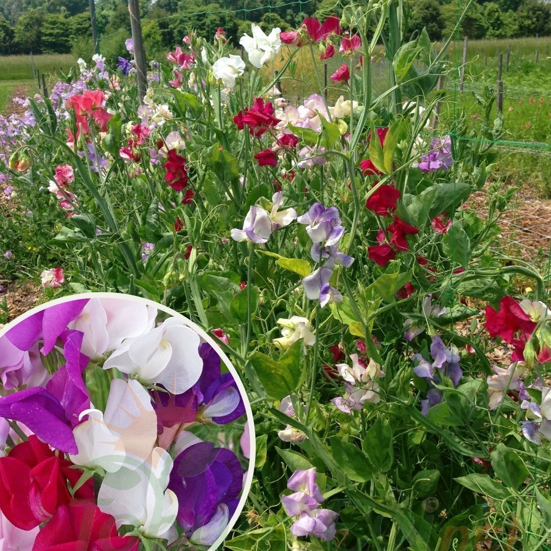 Nazende Itırşahi Sarmaşık Tohumu - Lathyrus Odoratus – Kokulu Bezelye Çiçeği
