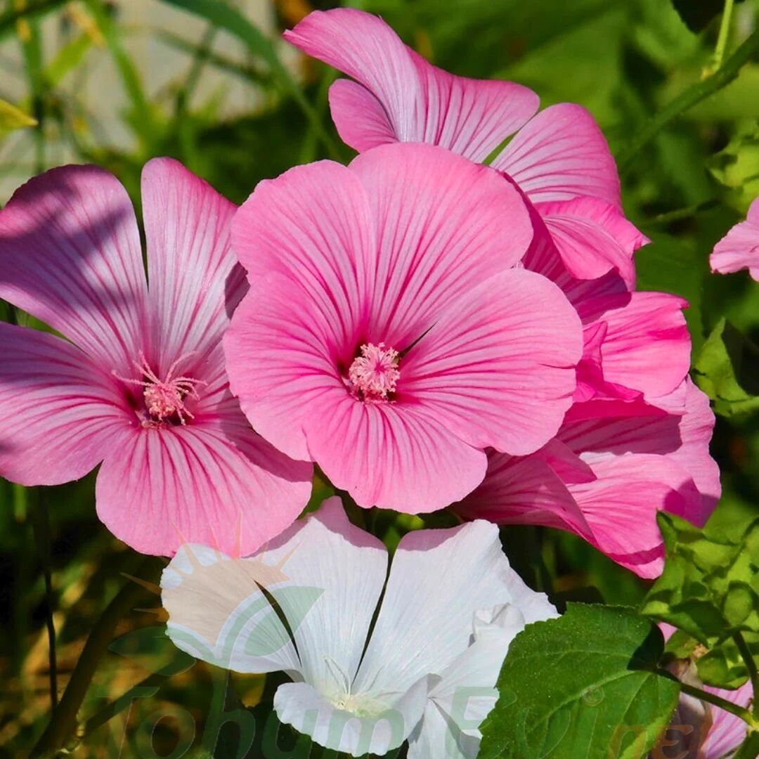 Pamuk Çiçeği Tohumu – Lavatera Trimestris