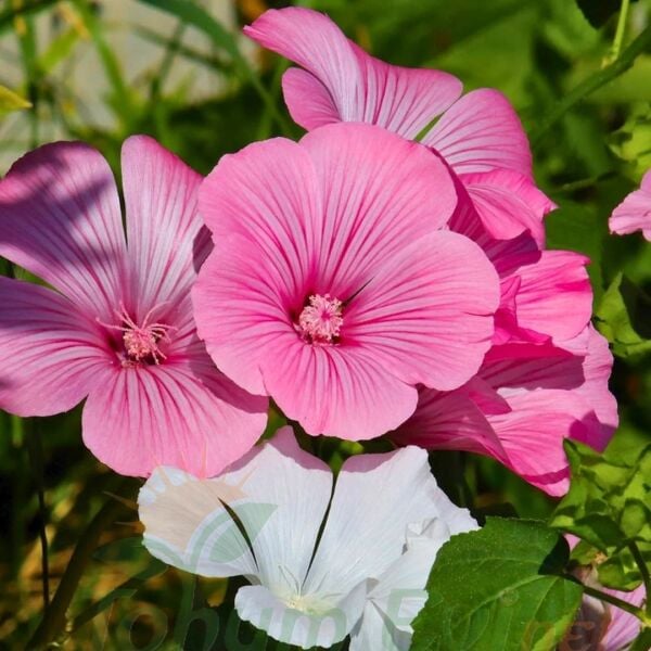 Pamuk Çiçeği Tohumu – Lavatera Trimestris