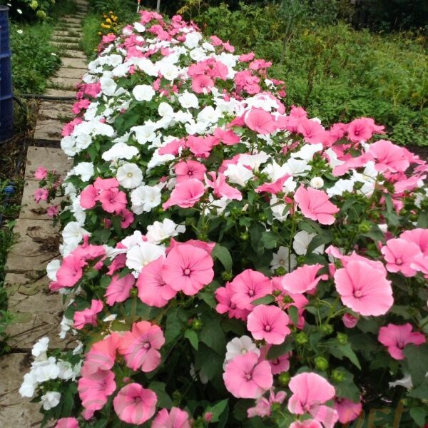 Pamuk Çiçeği Tohumu – Lavatera Trimestris