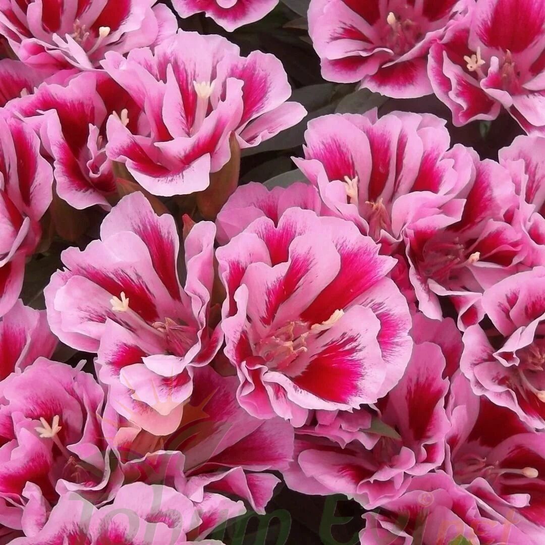 Godetya Tohumu - Clarkia Amonea – Ankara Çiçeği