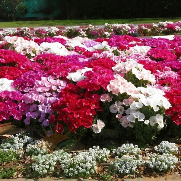 Godetya Tohumu - Clarkia Amonea – Ankara Çiçeği