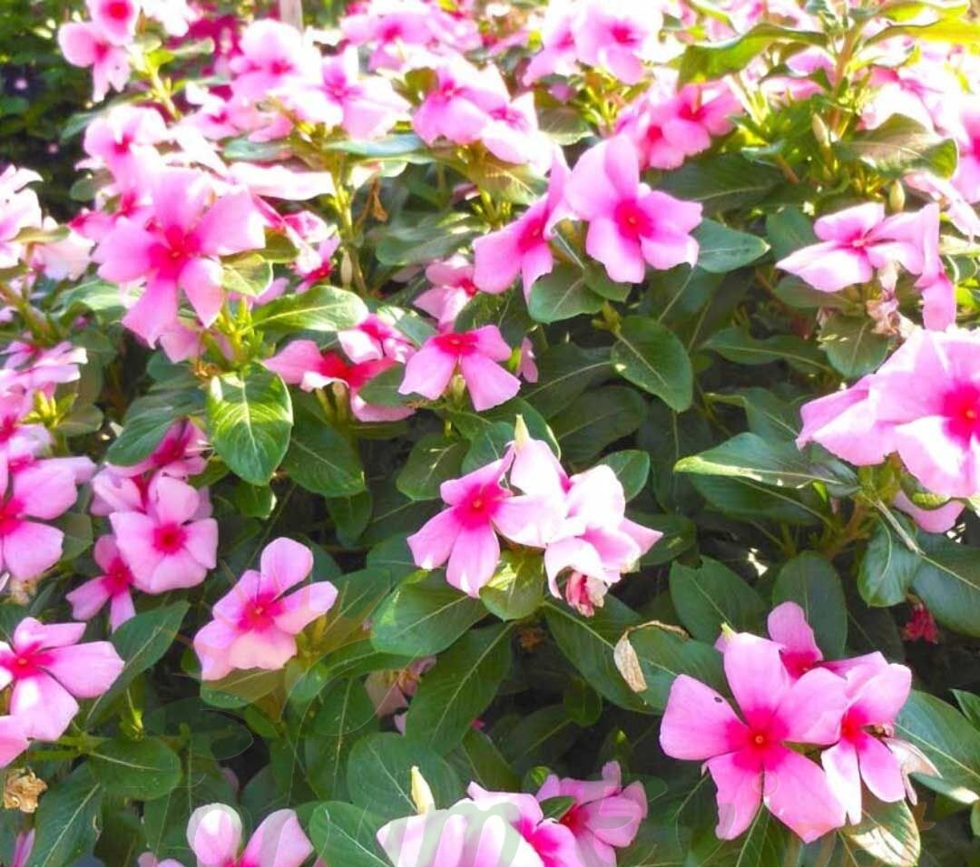 SARKAN VİNCA ROZET ÇİCEĞİ TOHUMU - CATHARANTHUS ROSEUS