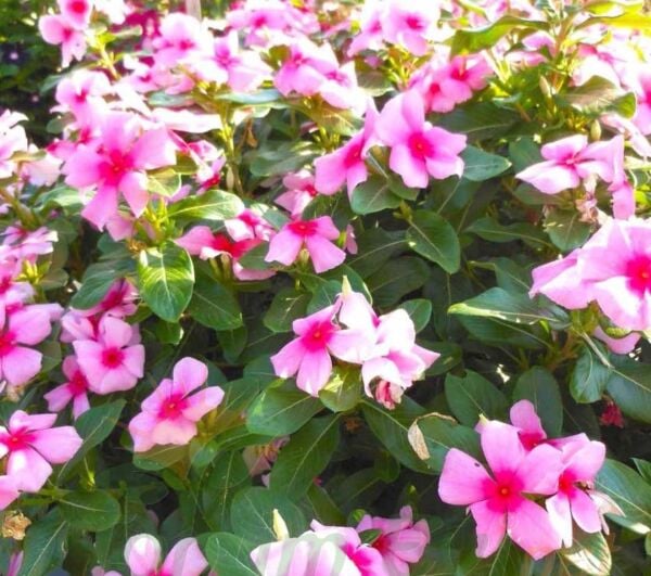 SARKAN VİNCA ROZET ÇİCEĞİ TOHUMU - CATHARANTHUS ROSEUS