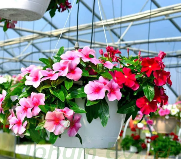 SARKAN VİNCA ROZET ÇİCEĞİ TOHUMU - CATHARANTHUS ROSEUS