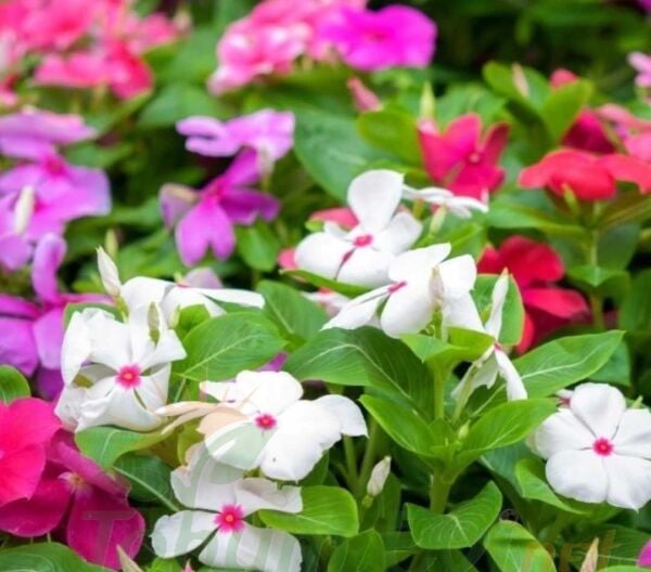 SARKAN VİNCA ROZET ÇİCEĞİ TOHUMU - CATHARANTHUS ROSEUS