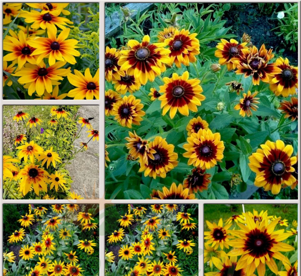 GÜNEŞ ŞAPKASI ÇİÇEĞİ TOHUMU - RUDBEKYA