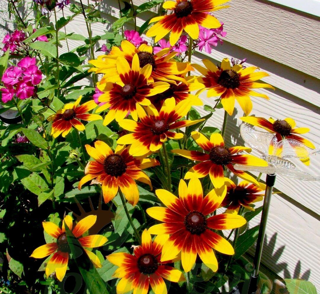 GÜNEŞ ŞAPKASI ÇİÇEĞİ TOHUMU - RUDBEKYA