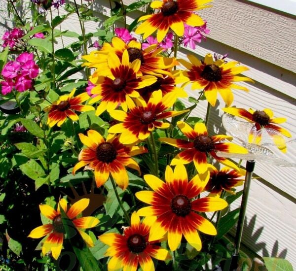 GÜNEŞ ŞAPKASI ÇİÇEĞİ TOHUMU - RUDBEKYA