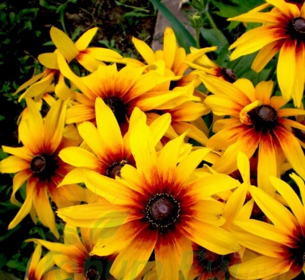 GÜNEŞ ŞAPKASI ÇİÇEĞİ TOHUMU - RUDBEKYA