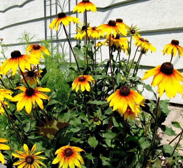 GÜNEŞ ŞAPKASI ÇİÇEĞİ TOHUMU - RUDBEKYA