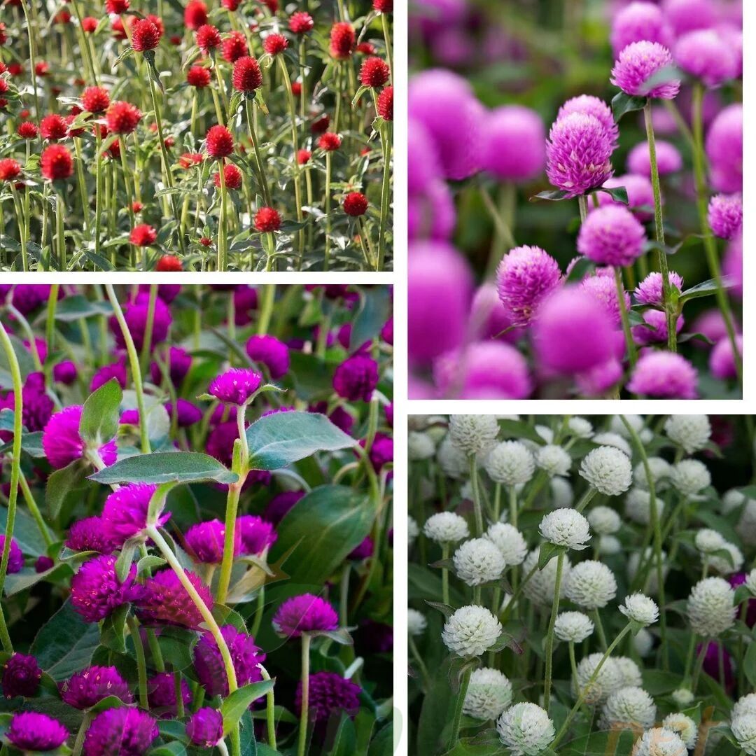 Medine Çiçeği Tohumu – Hanım Düğmesi - Gomphrena Globosa