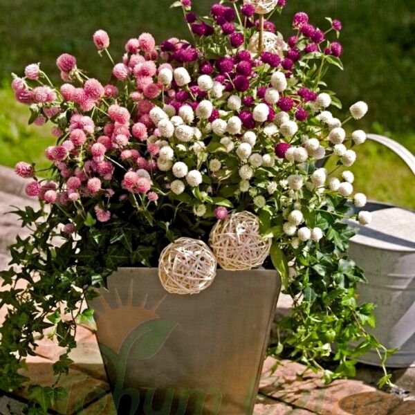 Medine Çiçeği Tohumu – Hanım Düğmesi - Gomphrena Globosa