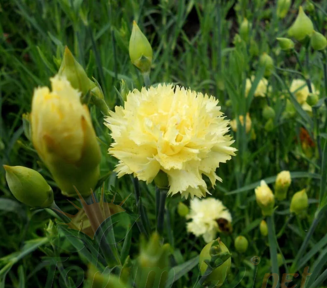 Sarı Karanfil Tohumu – Maric Chabaud