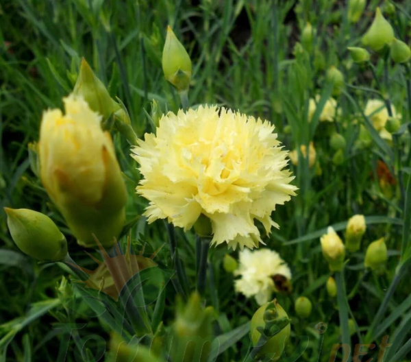 Sarı Karanfil Tohumu – Maric Chabaud