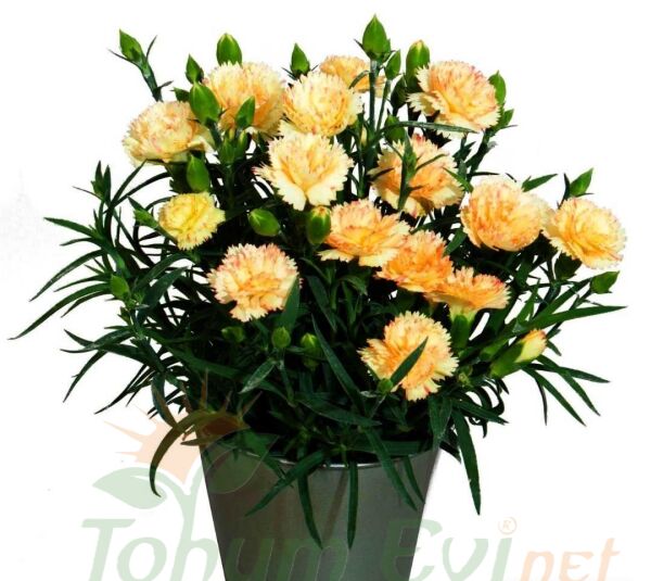 Sarı Karanfil Tohumu – Maric Chabaud