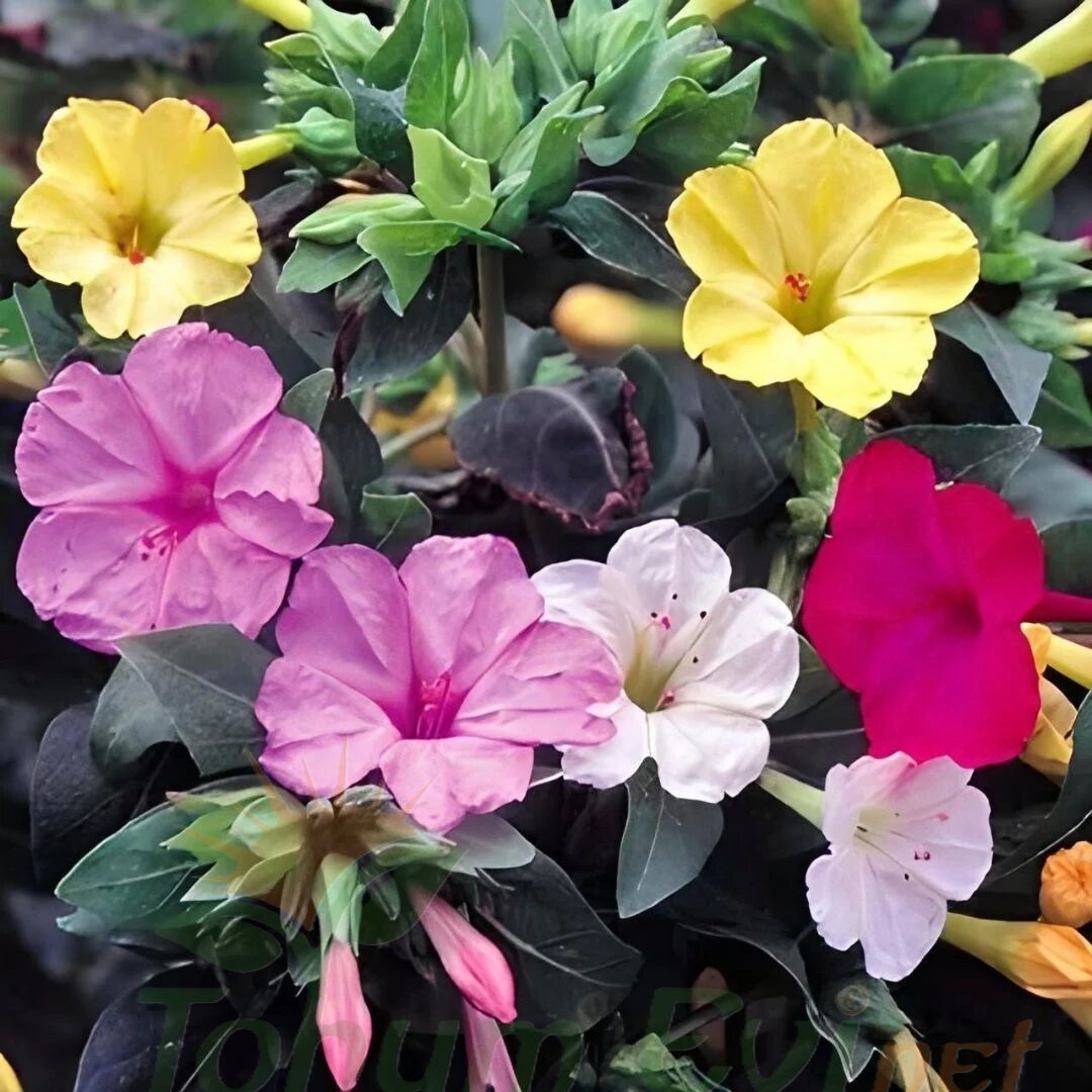 Akşam Sefası Çiçeği - Mirabilis Jalapa - Tohumu