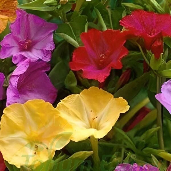 Akşam Sefası Çiçeği - Mirabilis Jalapa - Tohumu