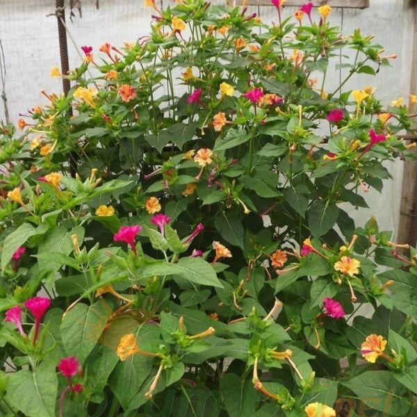 Akşam Sefası Çiçeği - Mirabilis Jalapa - Tohumu