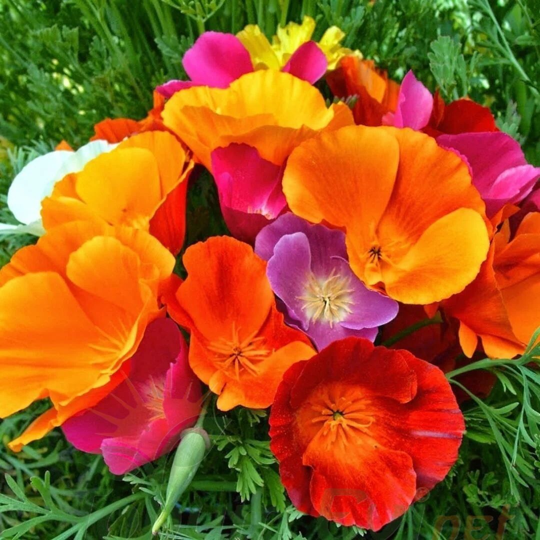 Acem Lalesi Tohumu - California Poppy