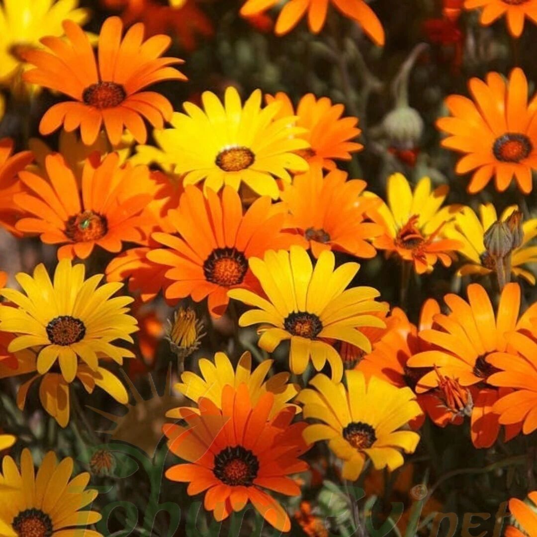 Afrika Papatya Tohumu – Osteospermum Ecklonis