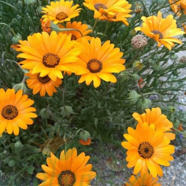 Afrika Papatya Tohumu – Osteospermum Ecklonis