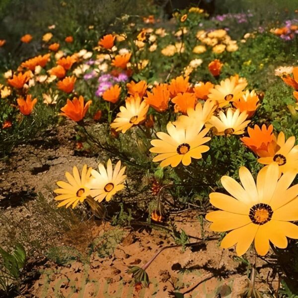 Afrika Papatya Tohumu – Osteospermum Ecklonis