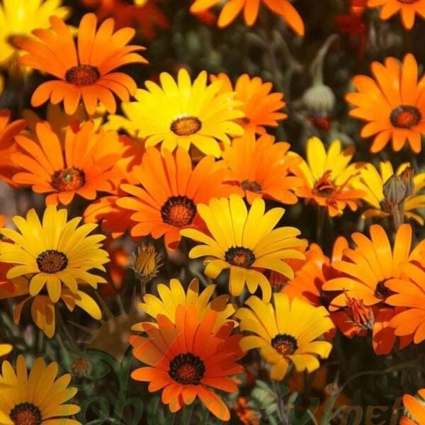Afrika Papatya Tohumu – Osteospermum Ecklonis