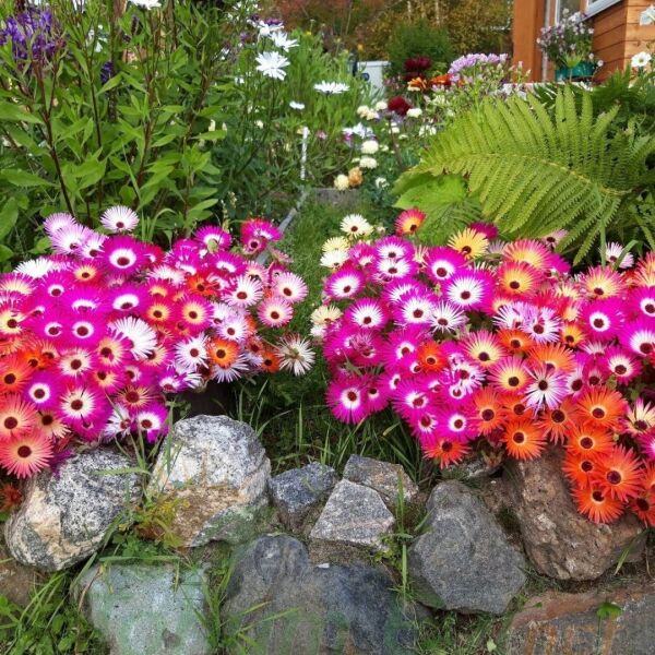 Buz Mezem Çiçeği Tohumu - Mesembryanthemum