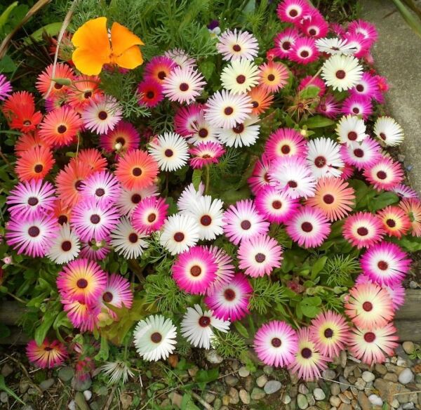 Buz Mezem Çiçeği Tohumu - Mesembryanthemum