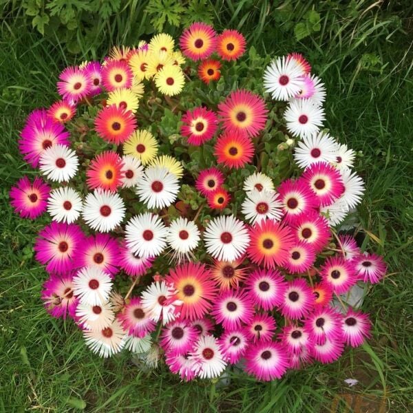 Buz Mezem Çiçeği Tohumu - Mesembryanthemum