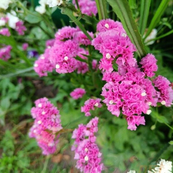 Deniz Lavantası Tohumu - Limonium ( Limonyum ) Çiçeği