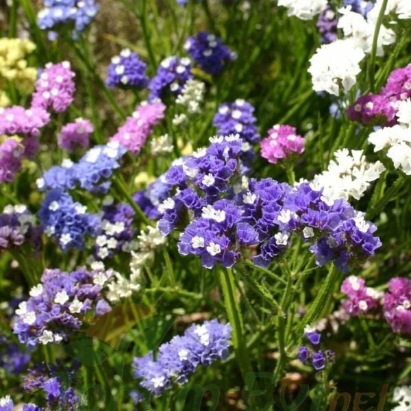 Deniz Lavantası Tohumu - Limonium ( Limonyum ) Çiçeği