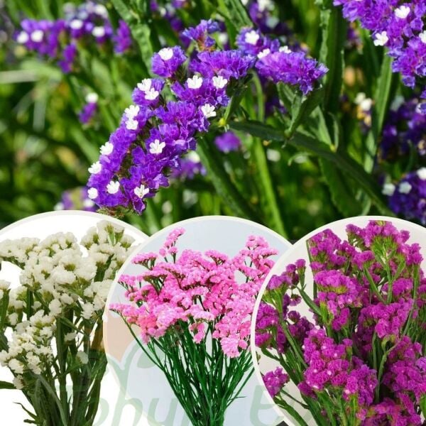 Deniz Lavantası Tohumu - Limonium ( Limonyum ) Çiçeği