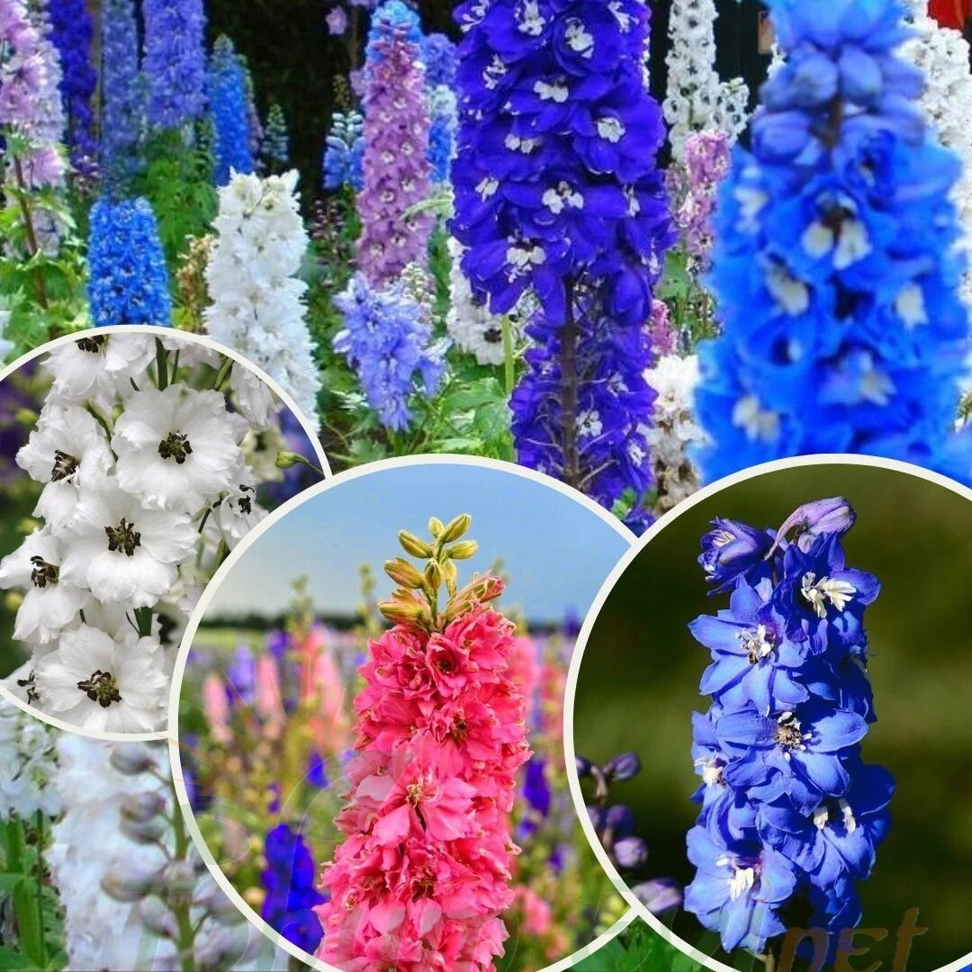 Hazeran Çiçeği Tohumu – Delohinium – Süvari Mahzunu