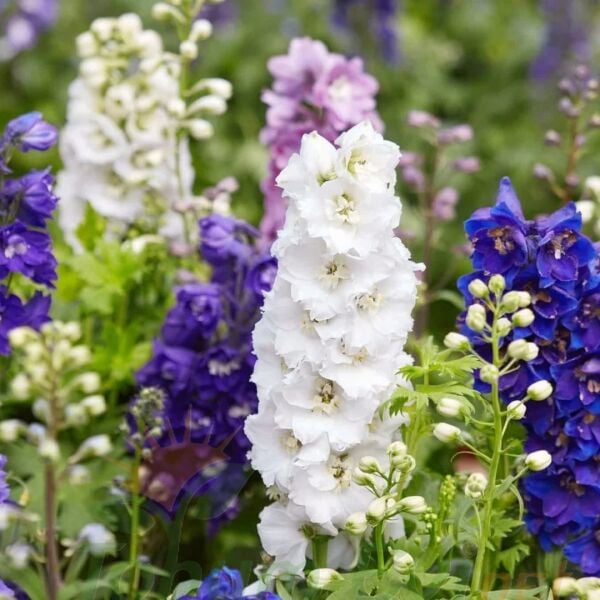 Hazeran Çiçeği Tohumu – Delohinium – Süvari Mahzunu