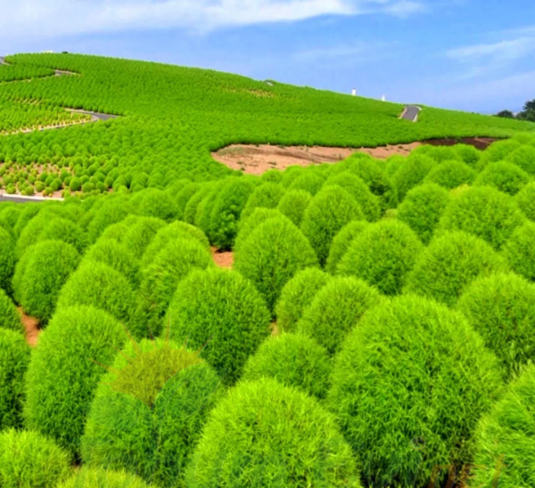 Yanan Çalı Süpürge Otu Çiçeği Tohumu - Kochia Scoparia