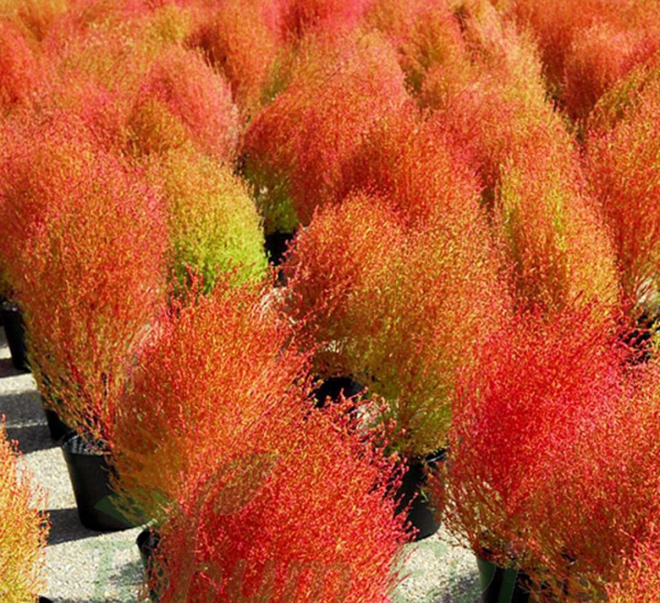 Yanan Çalı Süpürge Otu Çiçeği Tohumu - Kochia Scoparia