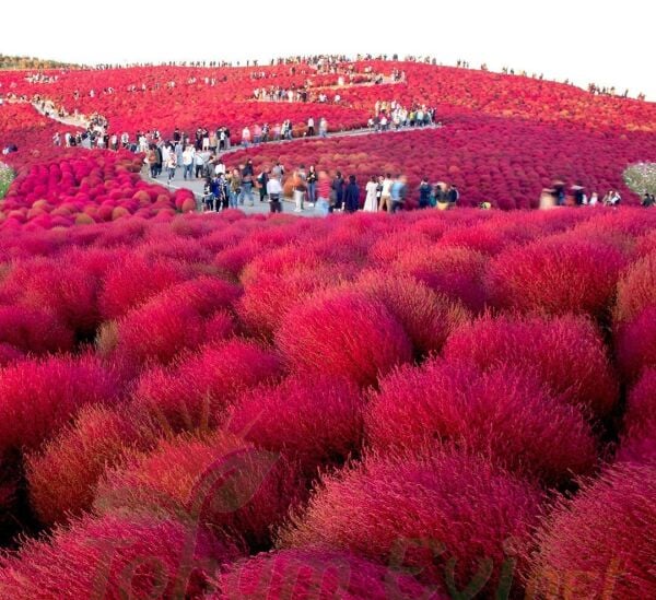 Yanan Çalı Süpürge Otu Çiçeği Tohumu - Kochia Scoparia