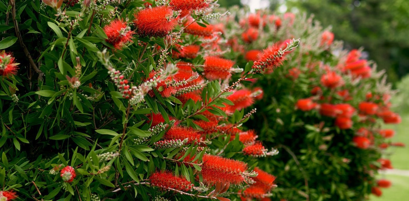Doğanın Gücünü Bahçenize Taşıyın
